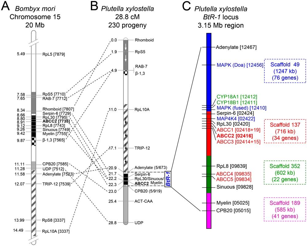 Assembly of the chromosomal region of the <i>BtR-1</i> resistance locus in <i>P</i>. <i>xylostella</i>.