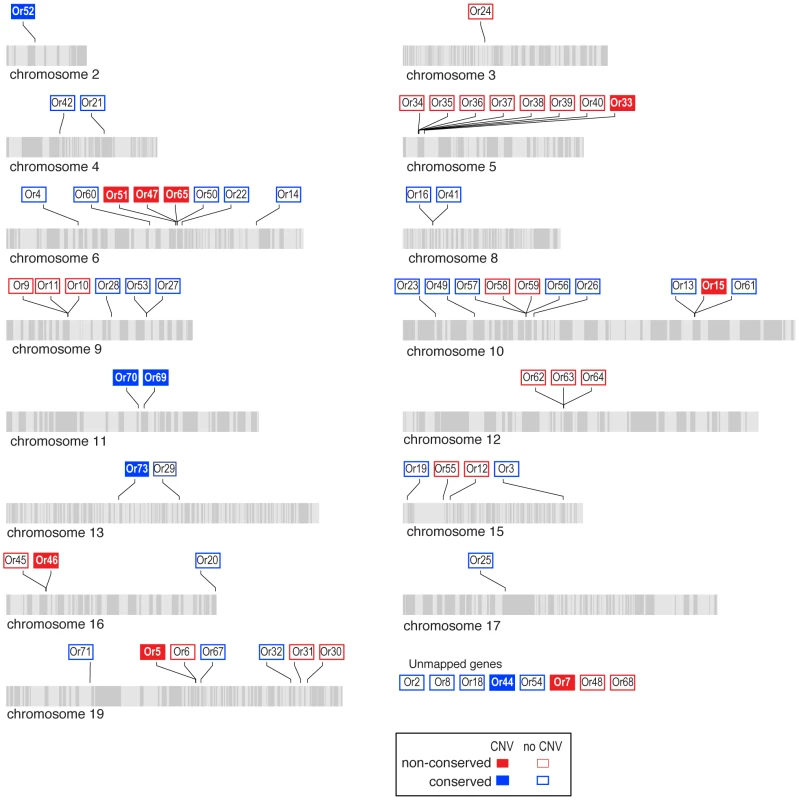 Copy-number variant (CNV) analysis of <i>Ors</i> in the <i>H.</i> <i>melpomene</i> genome.