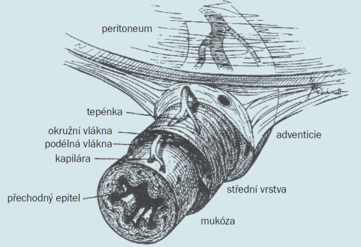 Cévní anatomie močovodu.