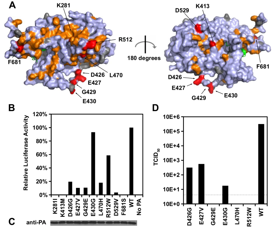 Identification of PA residues that carry non-polymerase functions.