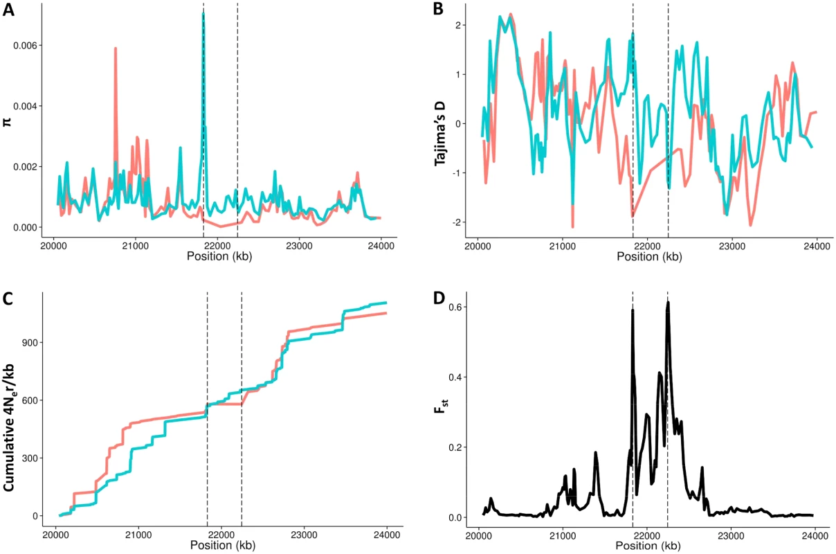 Recombination and nucleotide diversity patterns in the inversion region.