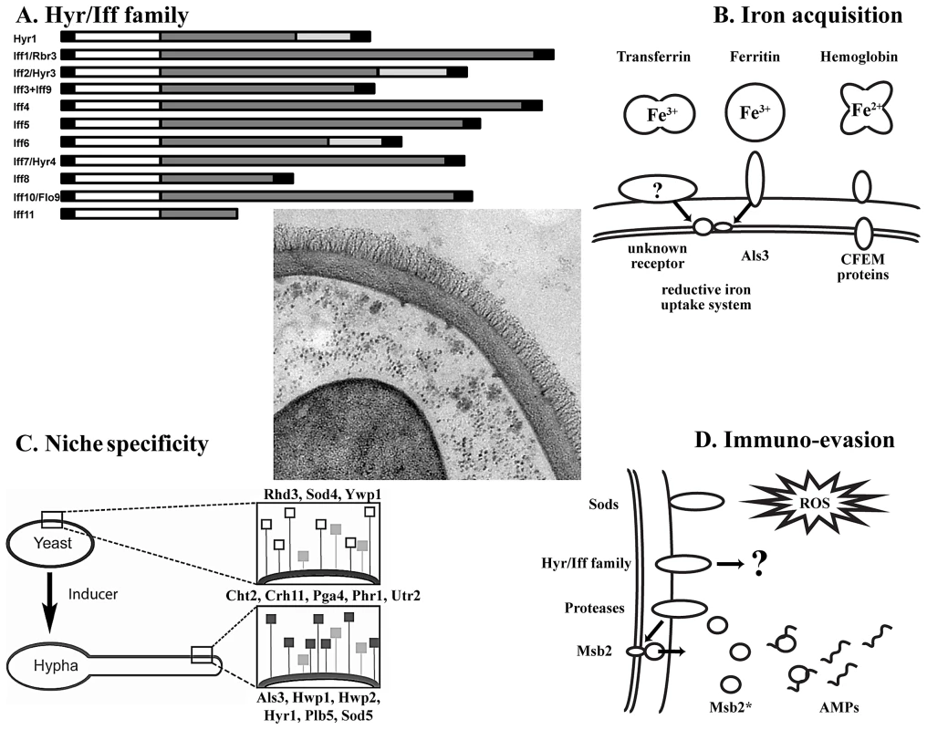 Key concepts of the <i>C. albicans</i> wall proteome.
