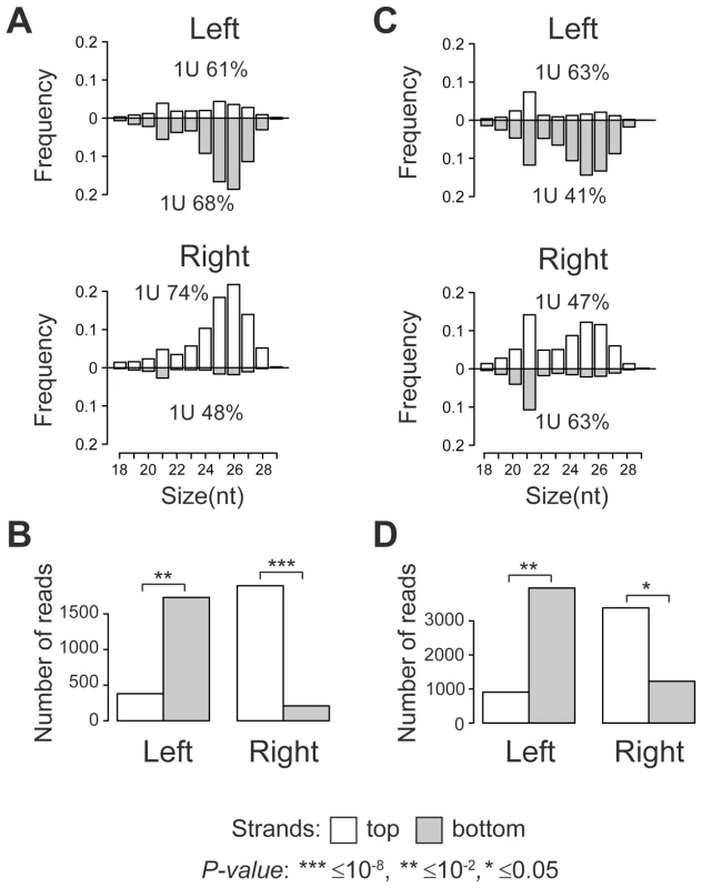 TE insertions induce asymmetric piRNA production in the adjacent genomic regions.