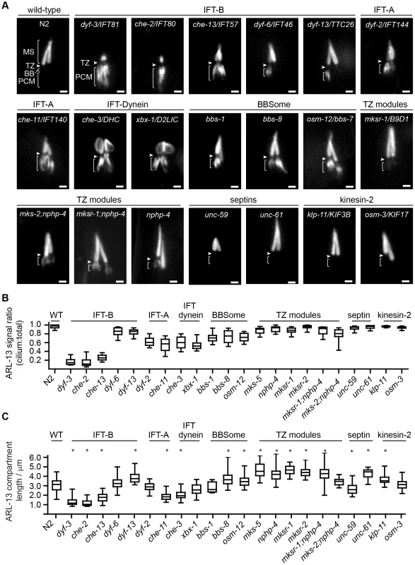 Differential requirements of ciliary transport and ciliopathy modules for ARL-13 ciliary compartmentalisation.
