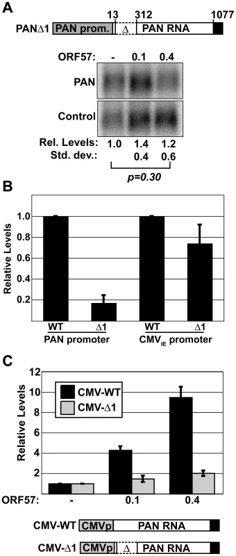 PANΔ1 is unresponsive to ORF57.