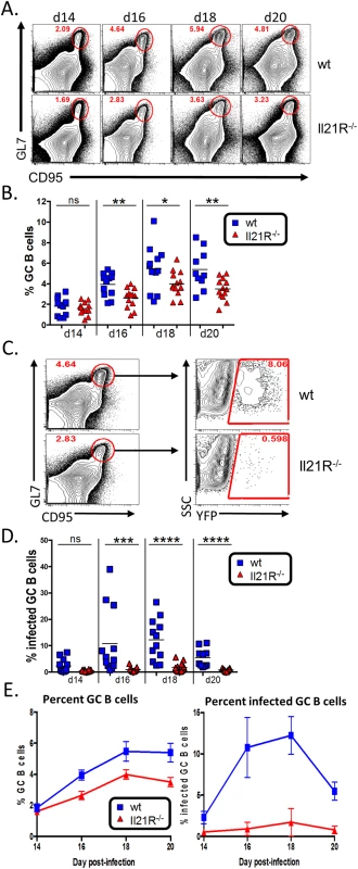 Reduced germinal center response in IL-21R<sup>-/-</sup> mice.