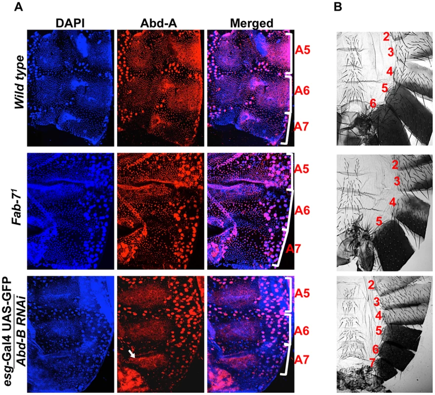 Higher expression of <i>Abd-B</i> suppresses <i>abd-A</i> expression in A7.