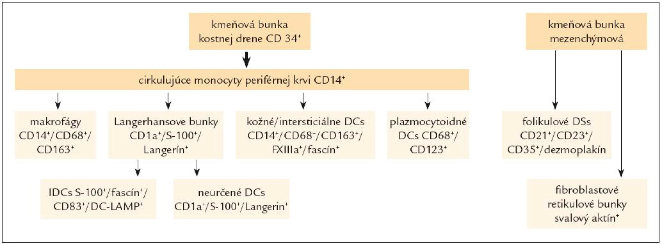 Schéma histogenézy histiocytových a dendritických buniek.