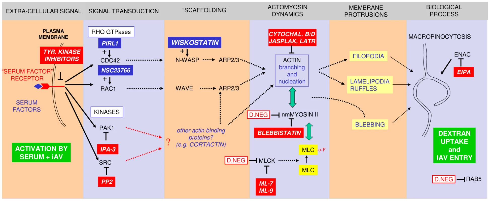 A model for IAV entry by macropinocytosis.