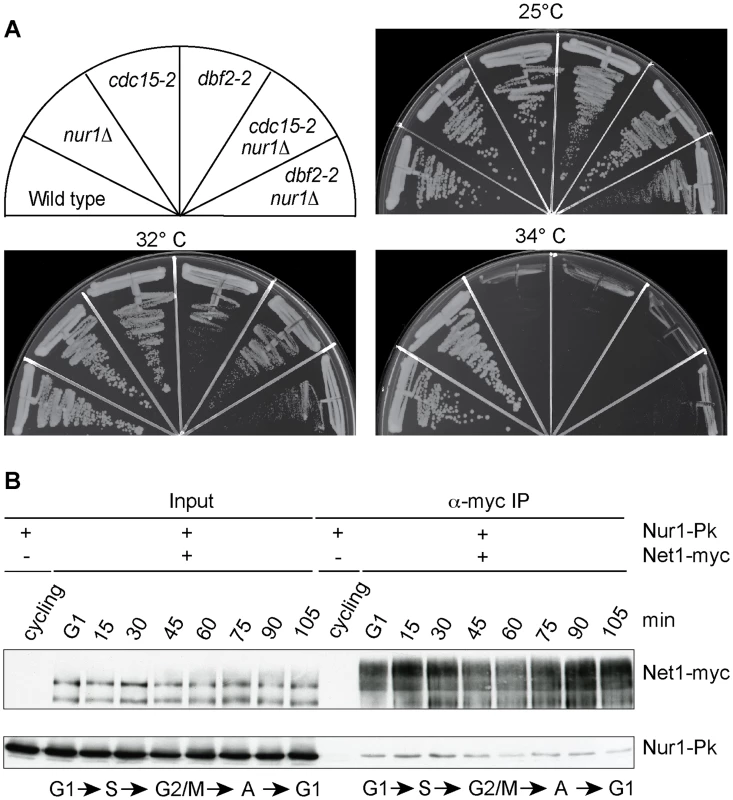 Nur1 acts in early anaphase and interacts with Net1.