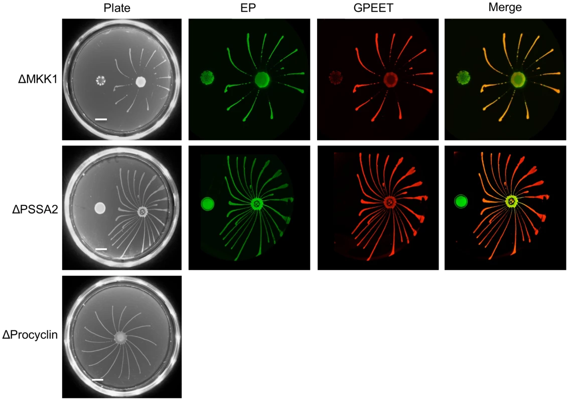 Deletion mutants with defects in salivary gland infection rates are SoMo-positive.