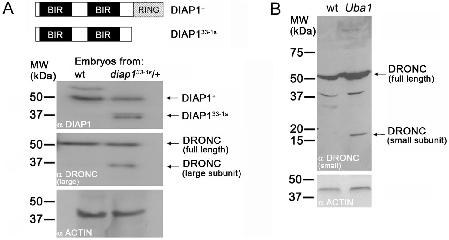Ubiquitylation controls processing of DRONC.