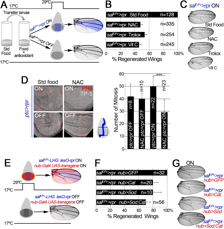 ROS are required for tissue repair.