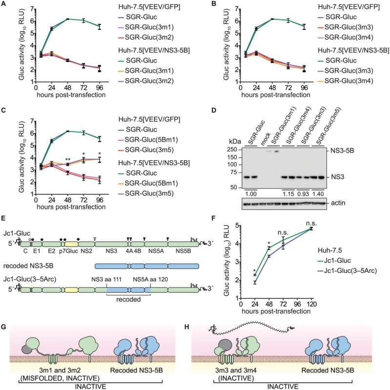 Complementation of NS3 serine protease and RNA helicase active site mutants.