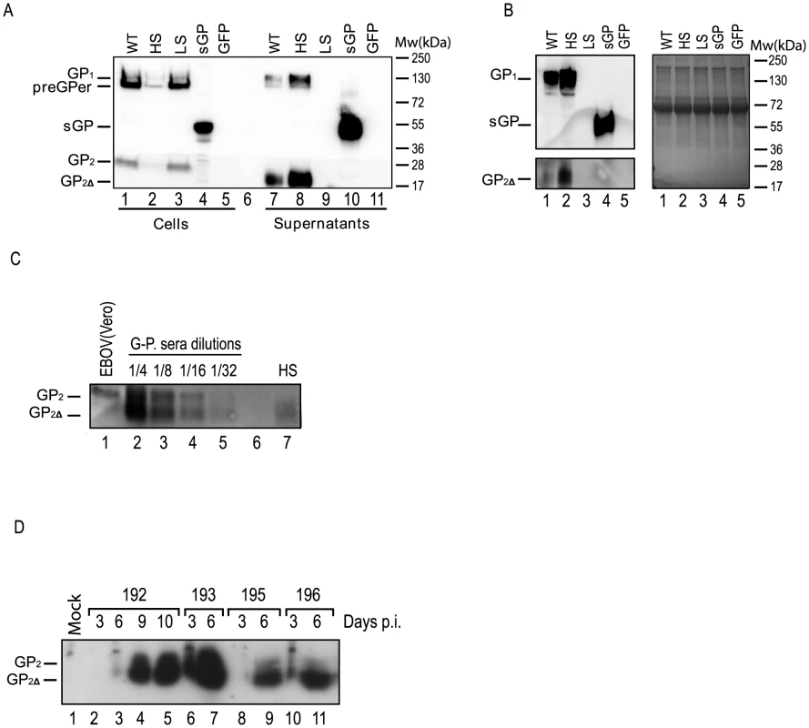 Production of recombinant EBOV shed GP and analysis of shed GP release in the blood of infected guinea pigs.