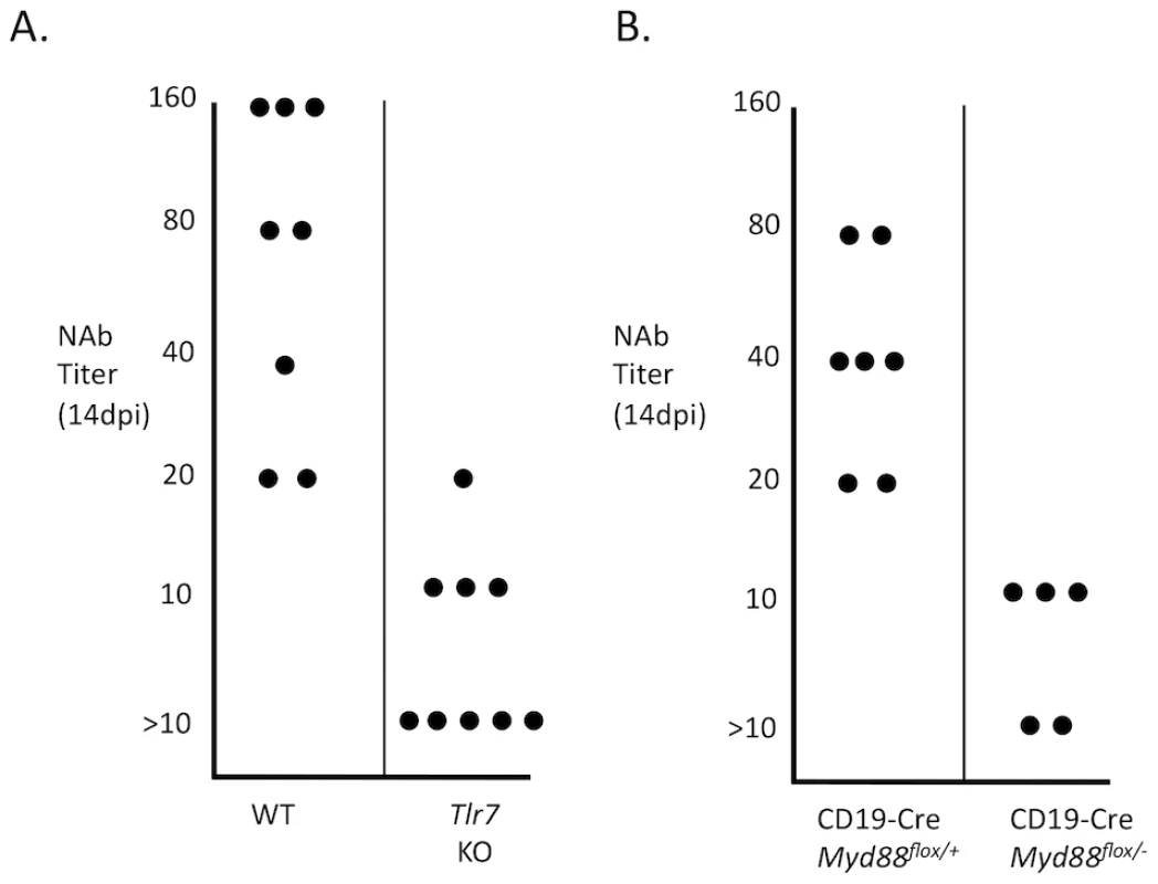 TLR7 and B cell-intrinsic Myd88 are required for a neutralizing antibody response.