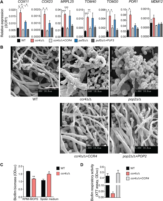 The mRNA deadenylase Ccr4 regulates extracellular matrix production in biofilms.
