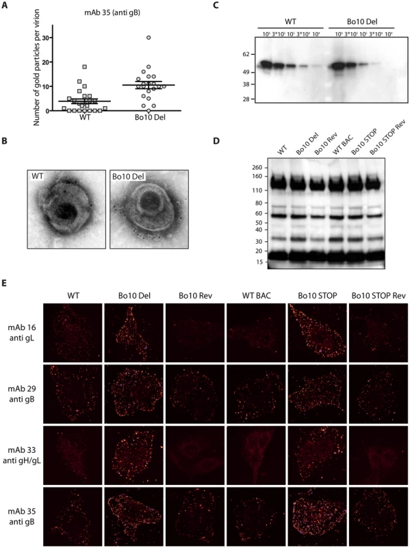 Antigenicity of purified virions.