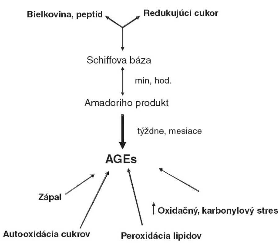 Maillardova reakcia a možné cesty vzniku AGEs za fyziologických a patologických okolností.
(AGEs - advanced glycation end products, produkty pokročilej glykácie)
MRP (AGEs) vznikajú spontánne reakciou redukujúcich cukrov (napr. glukóza, fruktóza, laktóza)
s voľnými amino-skupinami bielkovín, peptidov, alebo aminokyselín (najmä lyzín a arginín).
Výsledkom prvého stupňa reakcie sú labilné Schiffove bázy, ktoré sa spontánne prešmykujú
na stabilnejšie Amadoriho produkty. Tieto sa následnými komplexnými reakciami (dehydratácia,
kondenzácia, oxidácia, fragmentácia, cyklácia, sieťovanie), ktoré už nie sú závislé na koncentrácii
cukrov, premieňajú na heterogénnu zmes MRP. Pri tepelnej úprave potravín vznikajú MRP
v priebehu minút, resp. hodín; v organizme vznikajú AGEs v priebehu týždňov až mesiacov.
In vivo prispieva k vzniku AGEs zvýšený oxidačný a karbonylový stres (produkty autooxidácie
cukrov, peroxidácie lipidov a kyslíkové radikály vznikajúce pri zápalovej reakcii).
<--> : vratná reakcia, --> : nevratná reakcia