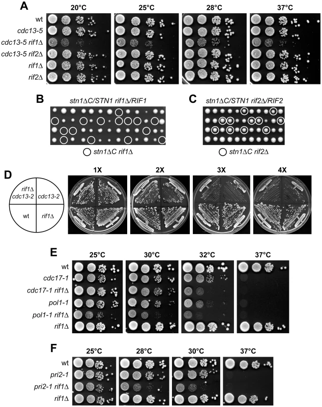 <i>RIF1</i> deletion affects viability of both <i>cdc13-5</i> and <i>stn1</i>Δ<i>C</i> cells.