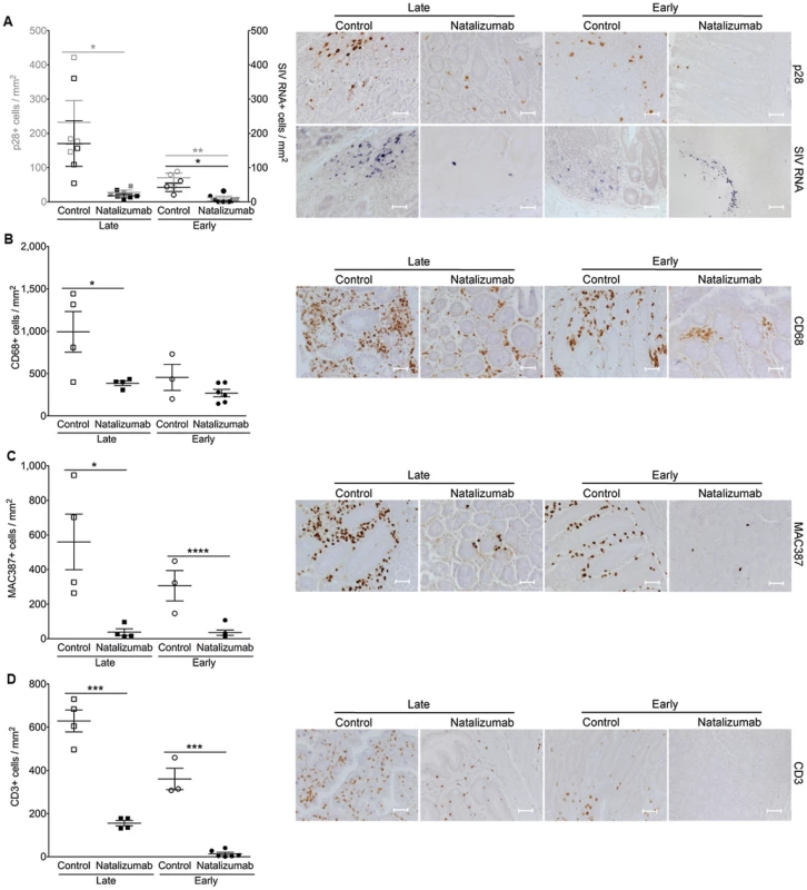 Natalizumab reduces accumulation of productively infected cells, CD3<sup>+</sup> T cells, and MAC387<sup>+</sup> monocytes to gut.