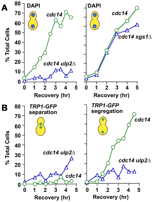 Chromosome disjunction in MMS–treated <i>ulp2</i>Δ <b>mutants.</b>