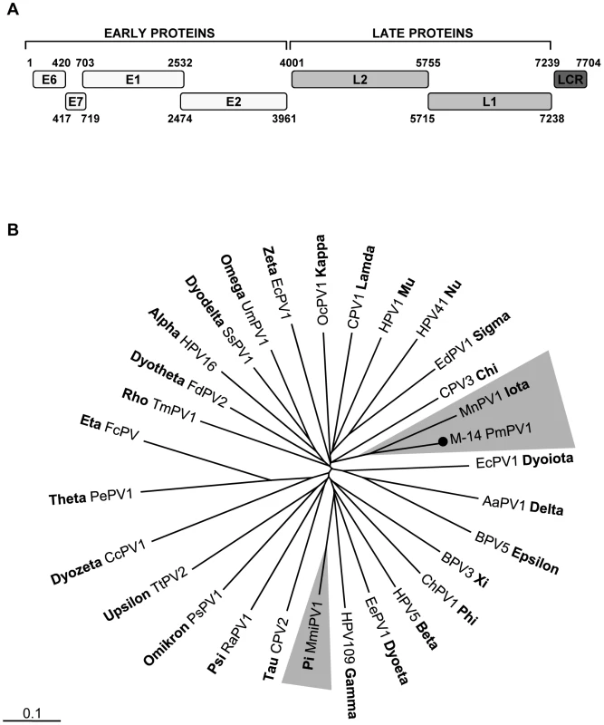 Mouse papillomavirus.