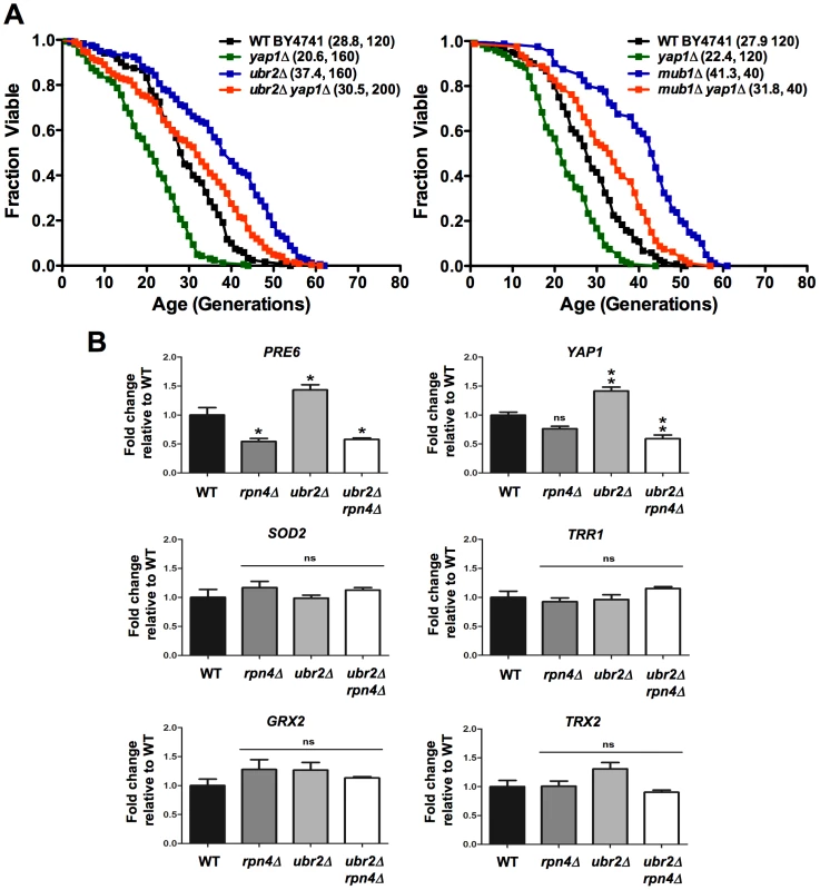 Proteasome-mediated lifespan extension is independent of the oxidative stress response.