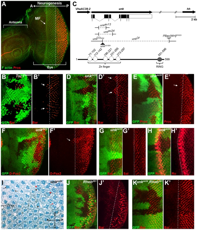 An RNAi screen for neurogenic genes that are regulated by mTOR signalling identifies <i>unkempt</i>.
