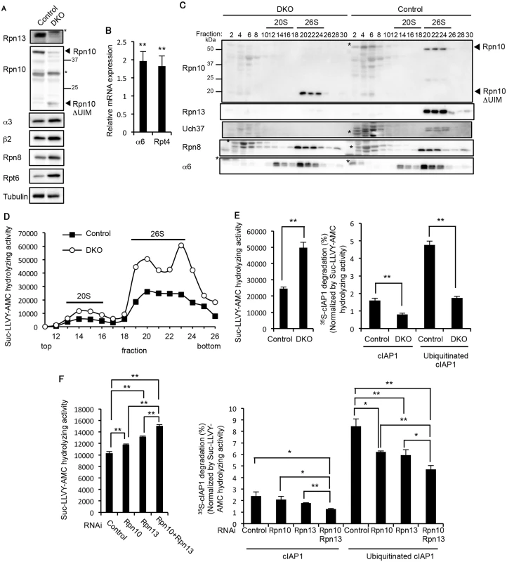 Redundant roles of Rpn10 and Rpn13 in degradation of ubiquitinated proteins.
