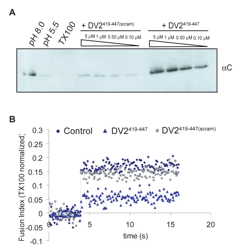 Inhibition of fusion of virus and liposomes.