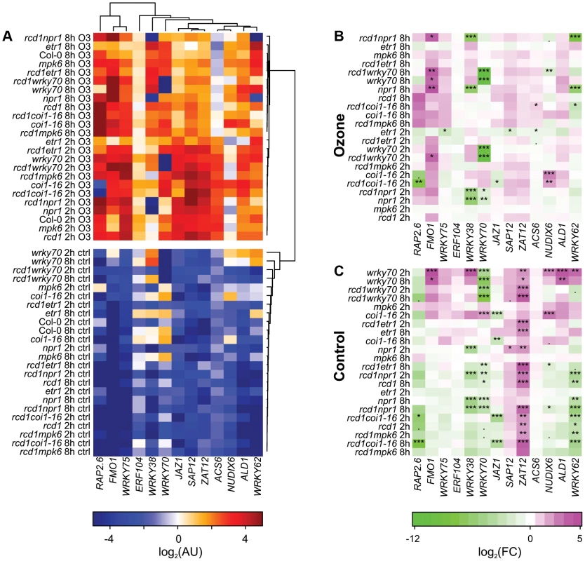 Cluster analysis of gene expression in clean air and O<sub>3</sub>-treated plants.
