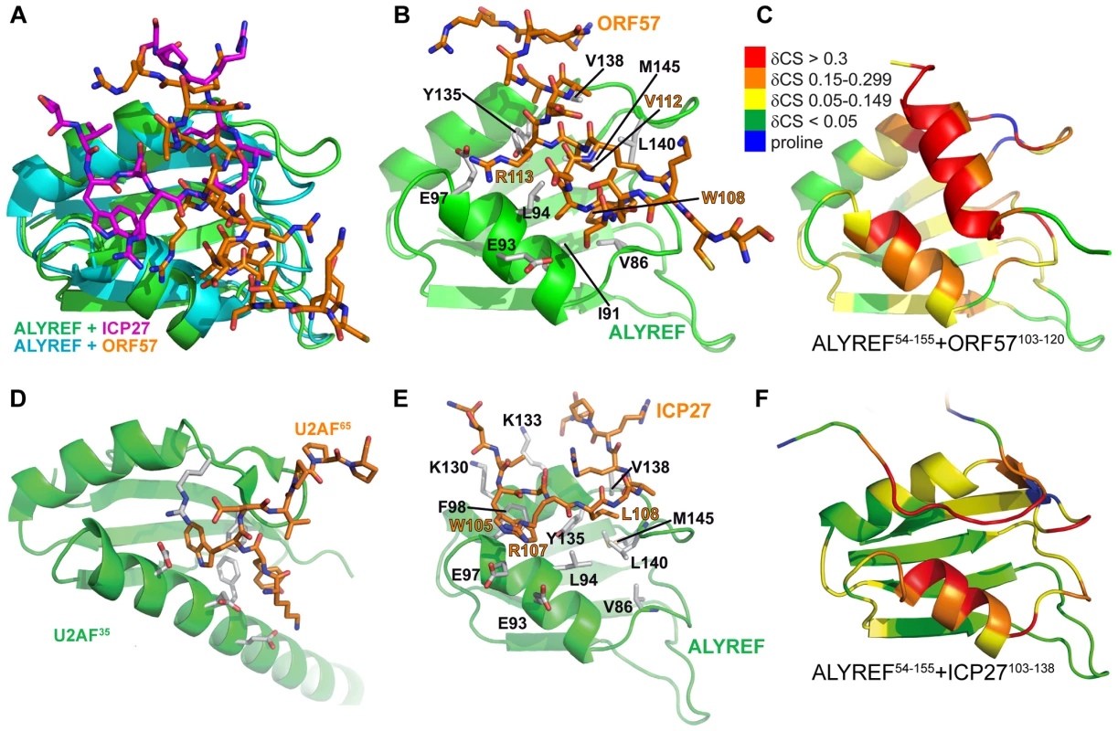 Comparison of ALYREF<sup>54–155</sup>-ORF57<sup>103–120</sup> with ALYREF<sup>54–155</sup>-ICP27<sup>103–138</sup> and U2AF complex structures.