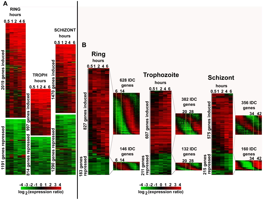 Global transcriptional response of <i>P. falciparum</i> to apicidin treatment.
