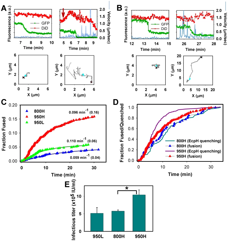 Analyses of EnvA-driven fusion with permissive cells.