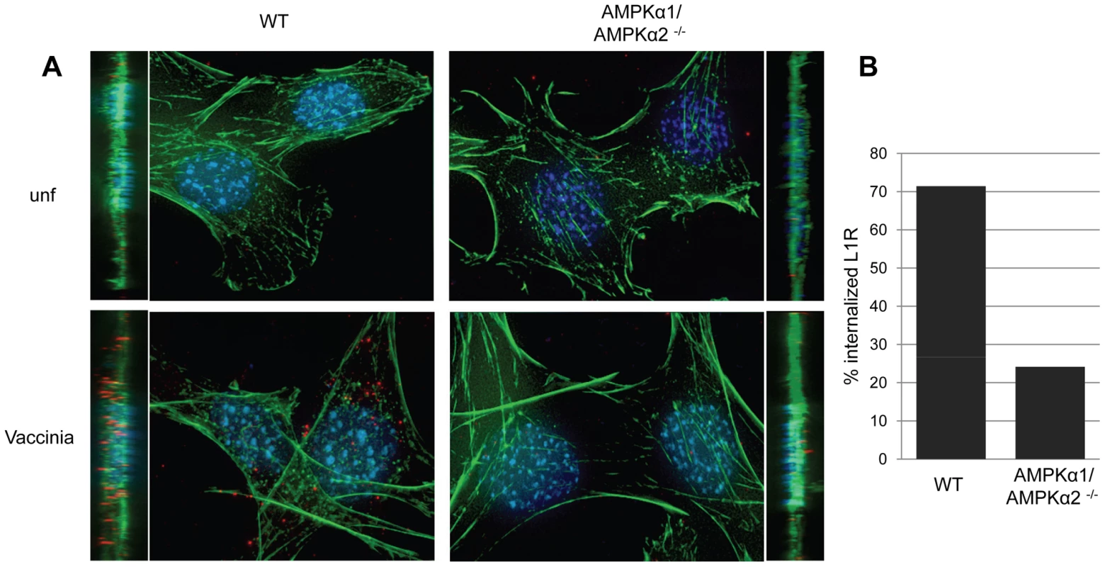 AMPK promotes vaccinia entry.