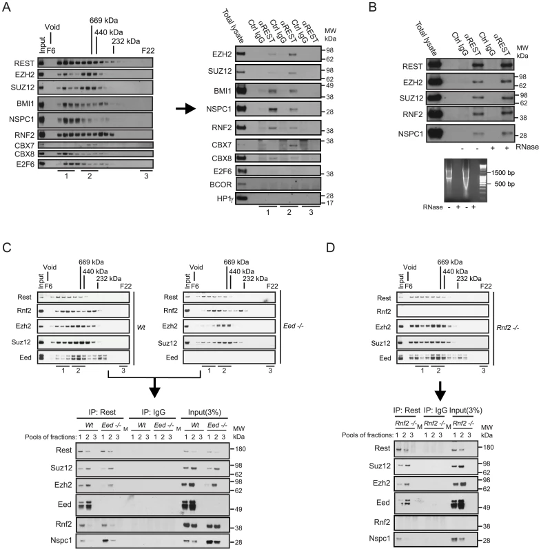 REST and Polycomb Repressor Complex 1 (PRC1) and PRC2 interact <i>in vivo</i>.