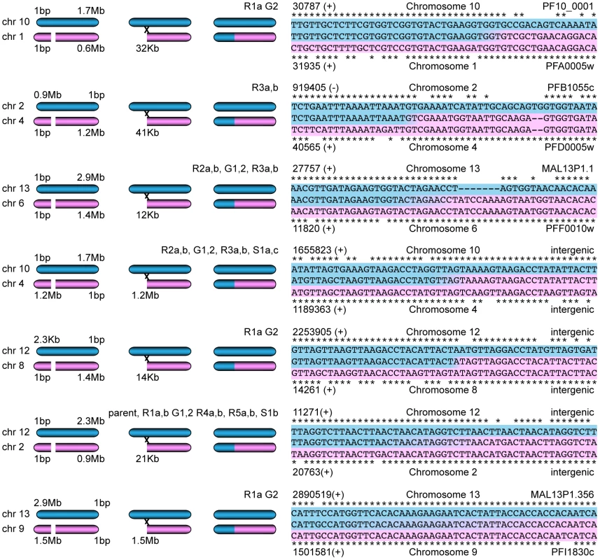 Mitotic recombination events detected by WGS.