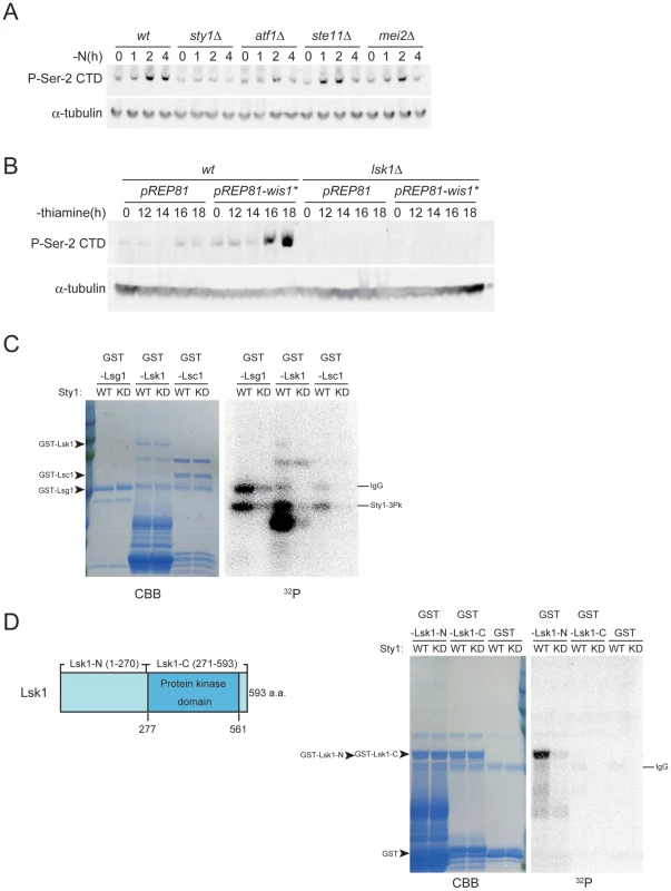 The stress-responsive MAP kinase Sty1 is essential for the phosphorylation of CTD Ser-2 residues.