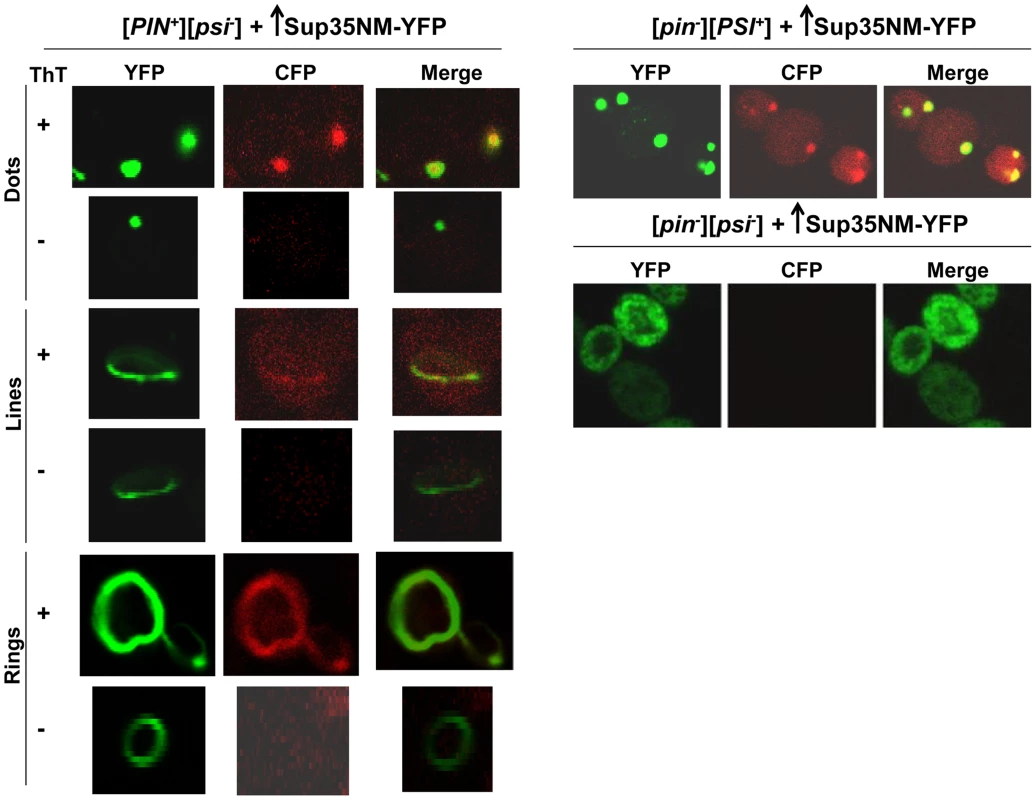 Sup35 newly induced aggregates are not always amyloid-like, but mature Sup35 aggregates are.