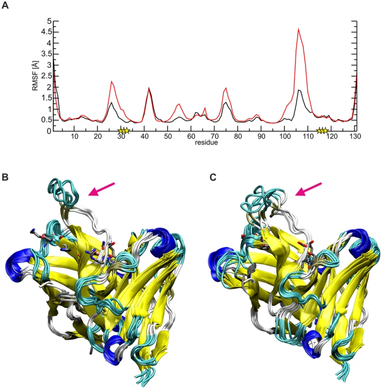 Conformational flexibility of SM5-1 and SM5-1*.