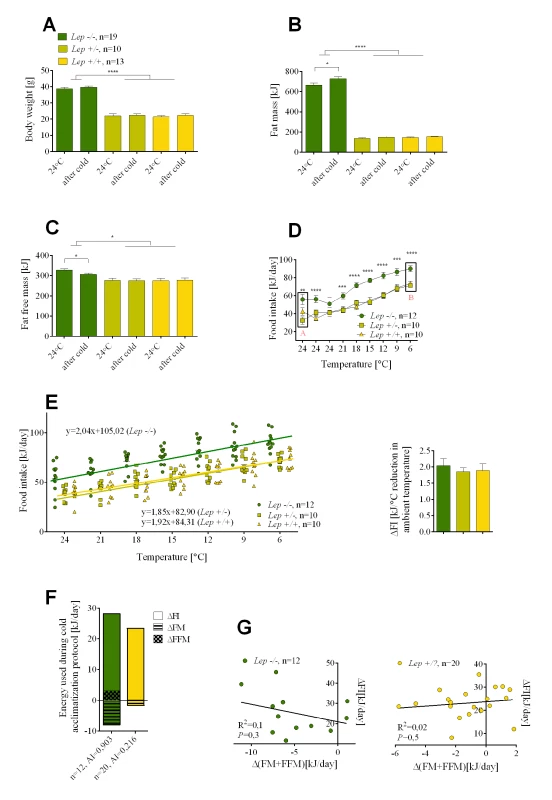 The effects of leptin deficiency on the relative utilization of food intake and endogenous energy stores during cold-induced energy expenditure.