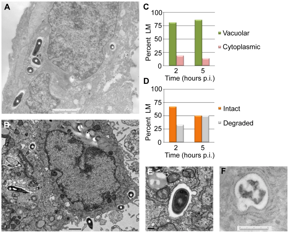 <i>L. monocytogenes</i> (LM) in EVT is largely confined to vacuoles.