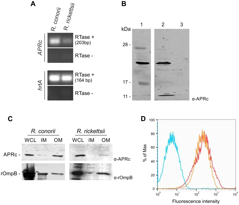 <i>RC1339/</i>APRc is expressed in <i>Rickettsia conorii</i> and <i>Rickettsia rickettsii</i> and accumulates at the outer membrane in both species.