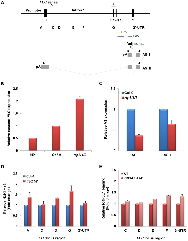 The effect of the <i>rrp6l1-3 and rrp6l2-3</i> mutations on expression of <i>FLC</i> sense and antisense transcripts, and on H3K4 methylation.