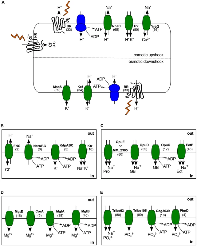 Haloarchaeal osmoadaptation.