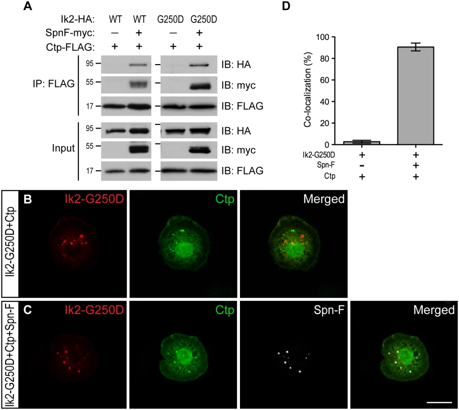 Spn-F links Ik2 kinase to dynein complexes via SpnF/Ctp interaction.