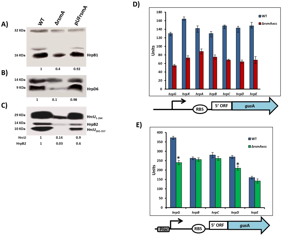 RsmA regulates protein levels of T3SS in <i>X. citri</i> subsp. citri.