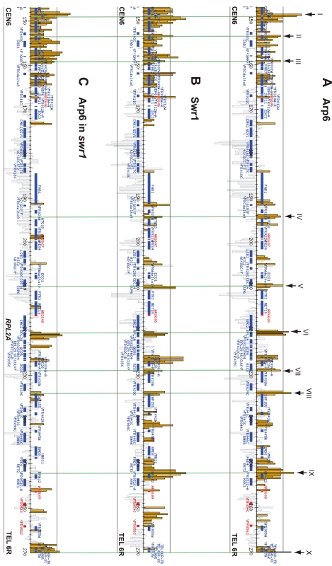Localization of Arp6 and Swr1 on chromosome 6R.
