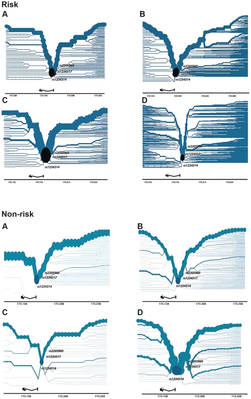 Haplotype Bifurcation Diagrams of <i>TNFSF4<sub>risk</sub></i> and <i>TNFSF4<sub>non-</sub></i><sub><b>risk</b></sub> for Four Populations.